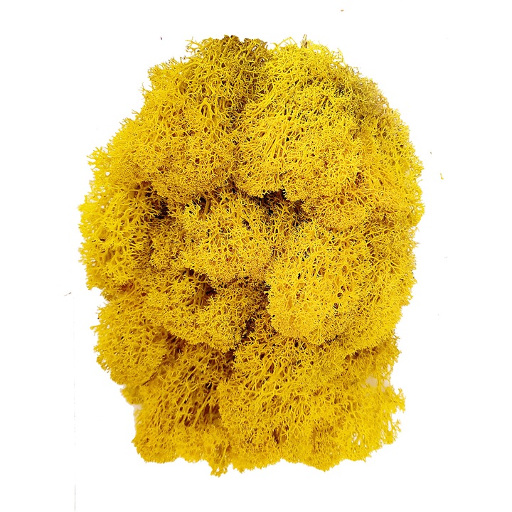 Lichen naturali stabilizati alesi si curatati pentru decoratiuni hand made, 100g, galben