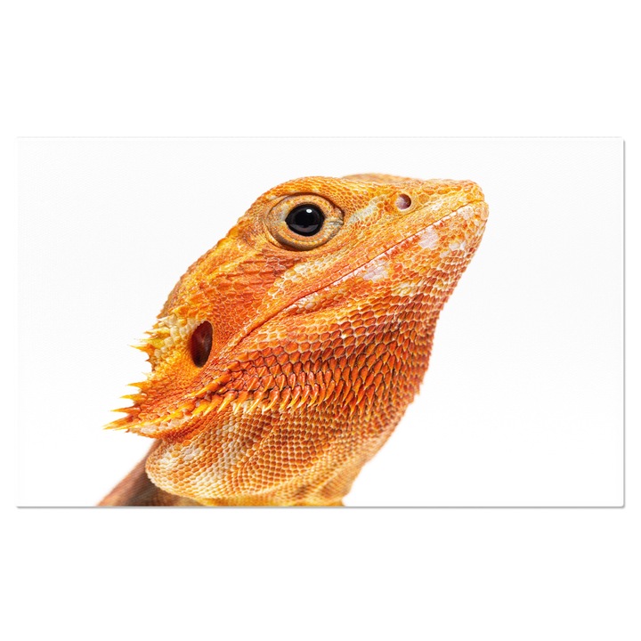 Картина на платно: Изолираната красота на брадат дракон - влечуго, бяло, студио 90x60 см