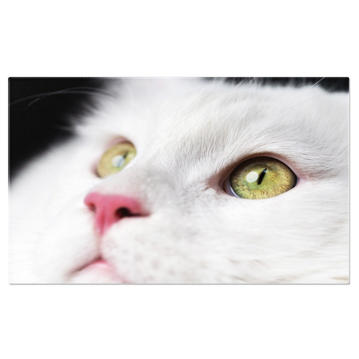 Картина на платно: Проницателен поглед на котка Мейн Куун - домашни любимци, котка, поглед 90x60CM