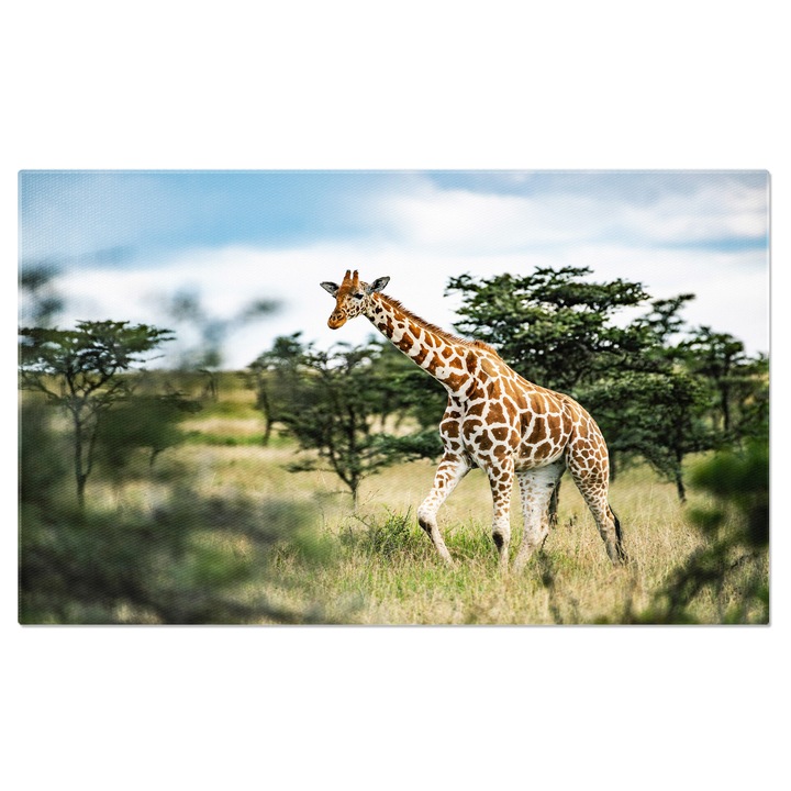 Tablou Canvas: Girafa in Peisaj Kenyan - Fauna Salbatica Africana 90x60CM