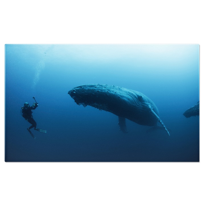 Tablou Canvas - Inot cu Balenele cu Cocoasi: Minunile Adancurilor Marine 90x60CM