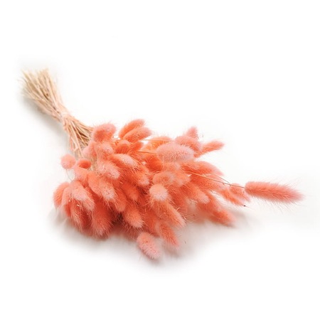 Lagurus uscat - Papadie ovata - piersica