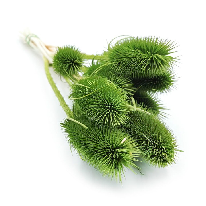 Floare Ciulin uscat/Teale, 30 cm, 60 g, Verde