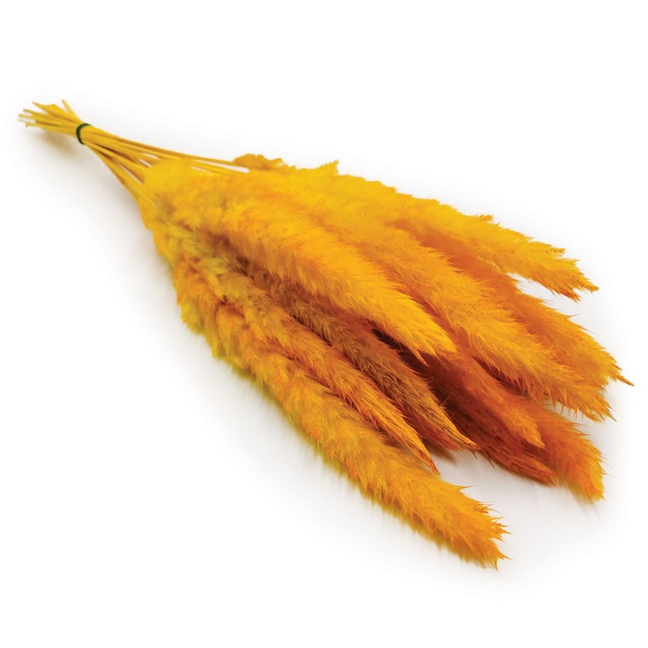 Mini iarba de pampa, 60 cm, Portocaliu
