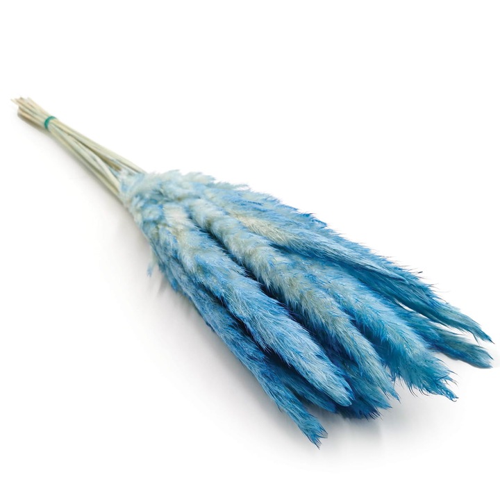 Mini iarba de Pampas, 60 cm, Albastru