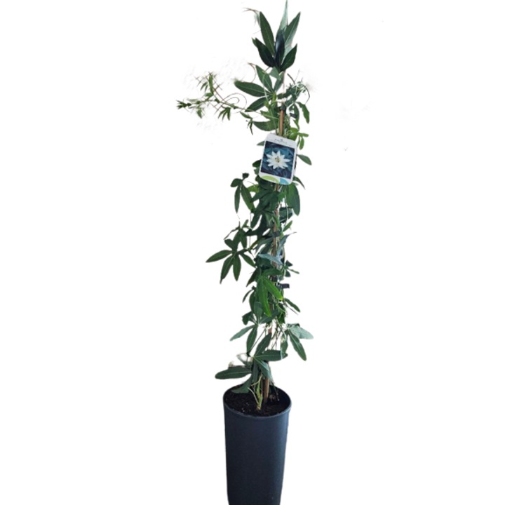 Planta perena cataratoare Floarea pasiunii - Passiflora Constance Elliot la ghiveci C3 - H 100 cm
