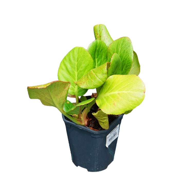 Planta perena vesnic verde Bergenia Cordifolia la ghiveci P9 - H 10 - 20 cm