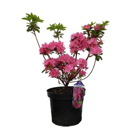 Azaleea Pitica Cu Flori Roz Rhododendron Kermesina Emag Ro
