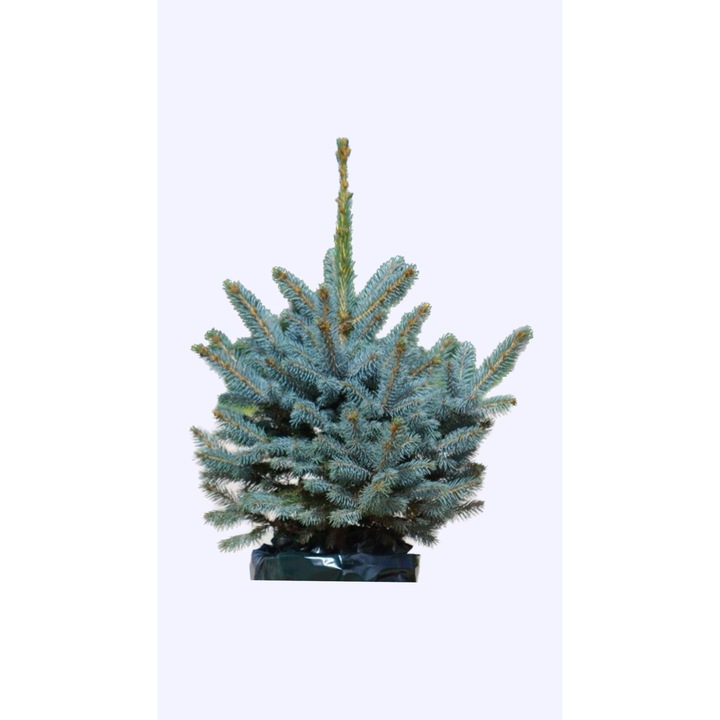 Brad Argintiu Picea pungens Blue Diamond 70 80 cm