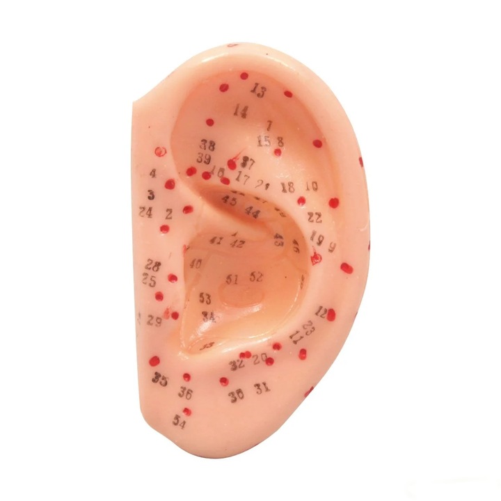 Mulaj studiu, acupunctura, model ureche, marime naturala, 7.5 x 4 cm, vinil