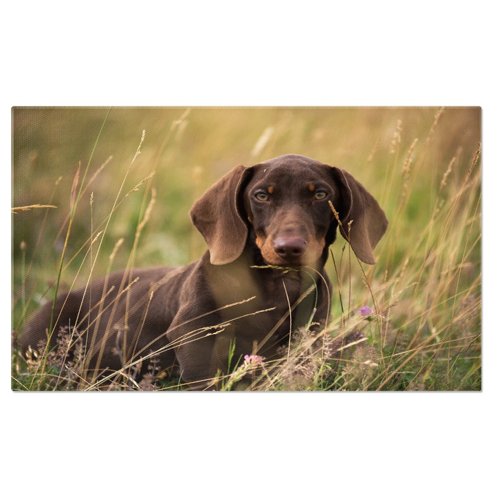 Tablou Canvas: Teckel jucaus in gradina, momente petrecute in natura, portretul unui prieten fidel 90x60CM