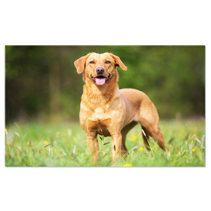 Tablou Canvas - Labrador in Parc: Portret Estival cu Verdeata si Lumina Soarelui 70x50CM