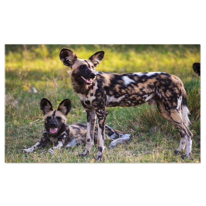 Картина на платно: Африканско диво куче, майка и малко, в природата 40x25CM