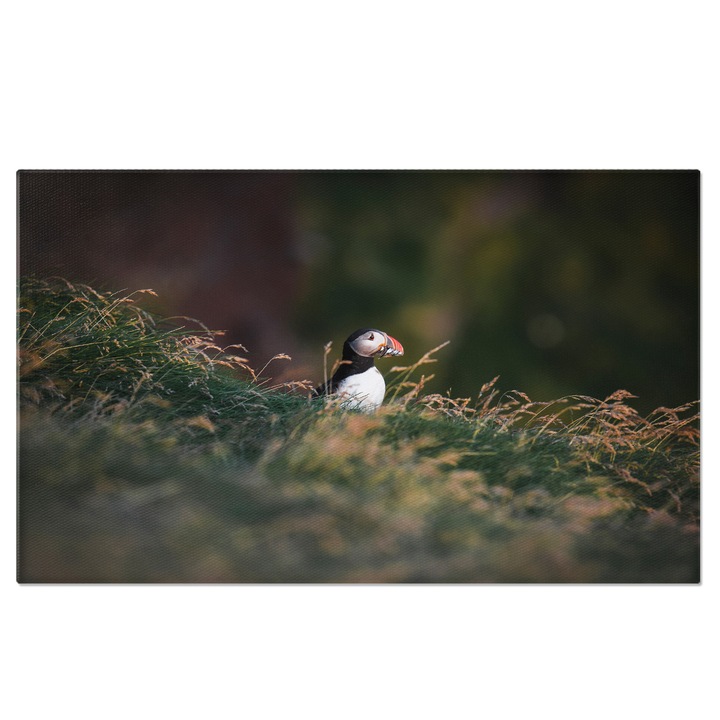 Tablou Canvas: Pasari in Exploreaza - Viata Salbatica Britanica 100x70CM