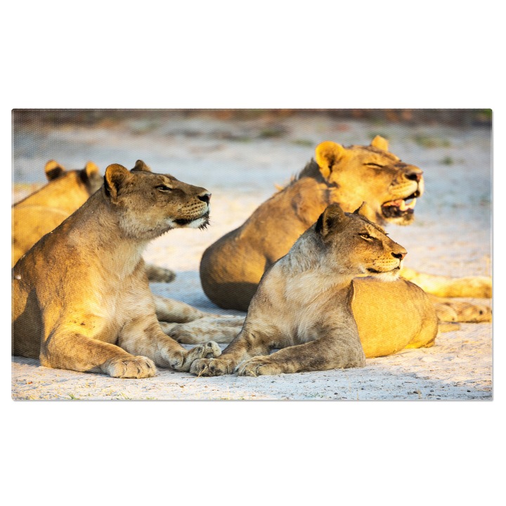 Tablou Canvas: Familie de Lei In Natura 40x25CM