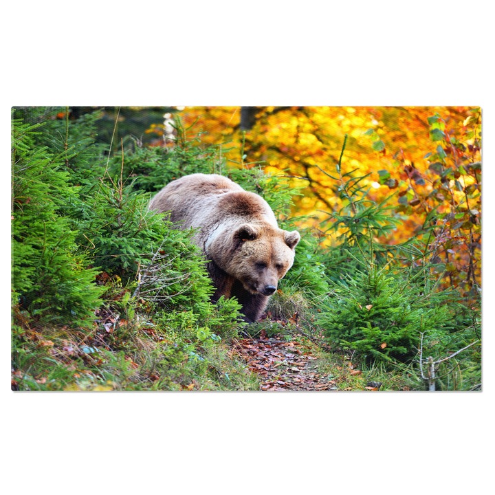 Tablou Canvas: Urs Brun infrumusetat de Toamna - Admirand Frunzele 140x90CM