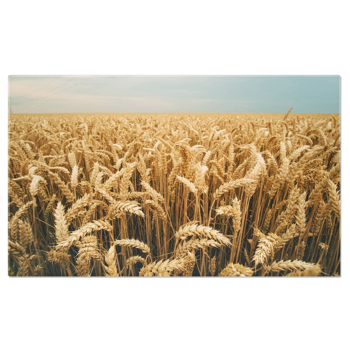 Tablou Canvas Recolta de Orz, Agricultura Bogata pe Camp 100x70CM