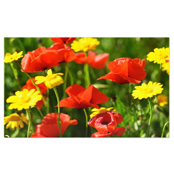 Tablou Canvas - Coquelicot inflorit: Flori Delicate in Detaliu 40x25CM