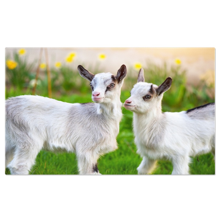 Картина на платно с малки козлета в градината - малки любопитни създания 70x50CM
