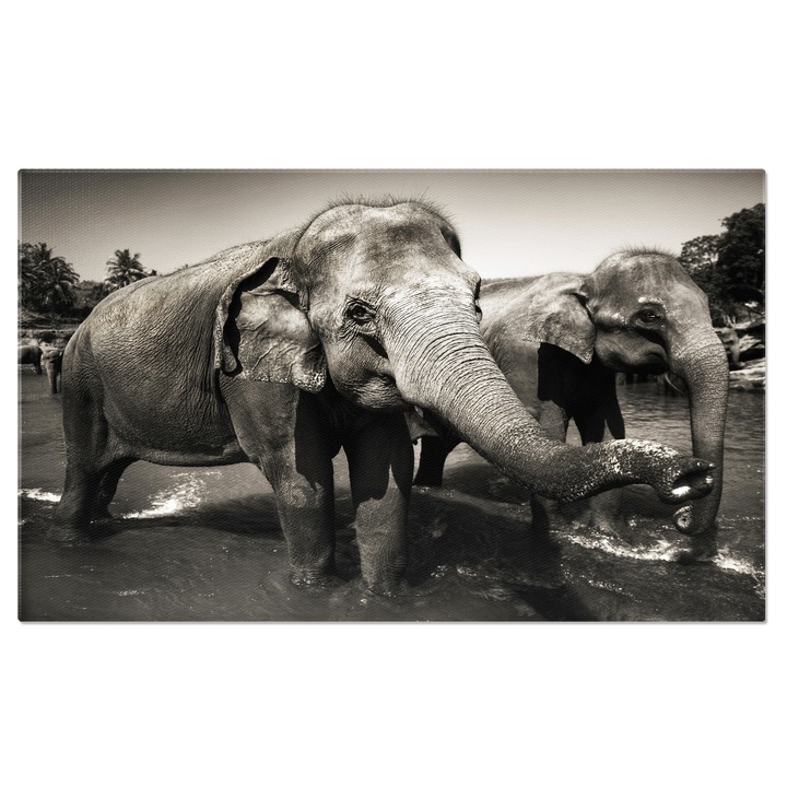 Tablou Canvas: Elefantii Asiatici - intalnire in Peisaj Tropical 140x90CM