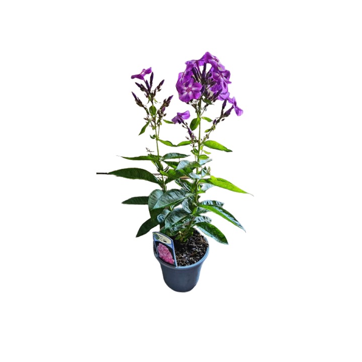 Planta perena cu flori parfumate Phlox Paniculata Laura la ghiveci P13 - H 15-20 cm