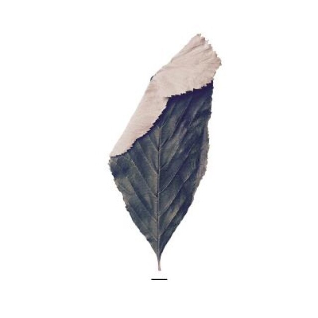 The Gesture, Hernan Uipildor (Author)