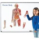 Магнитен комплект Learning Resources, Human Body