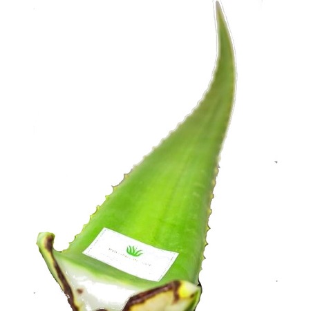 Frunze Aloe Vera Pentru Cel Mai Pur Gel Natural Emag Ro