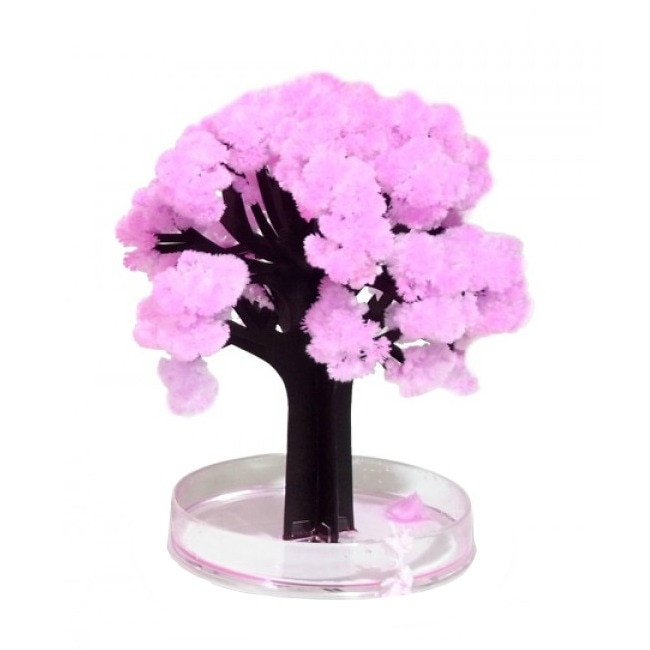 Cires Sakura infloritor