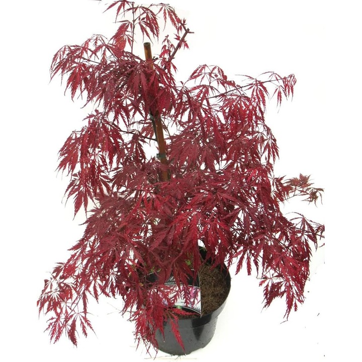 Arbust decorativ - Acer Palmatum Dissectum Garnet 140=160 cm