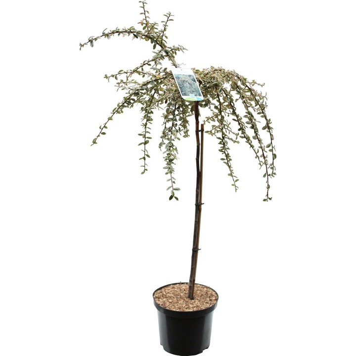 Декоративен храст - Cotoneaster Variegata 80 см
