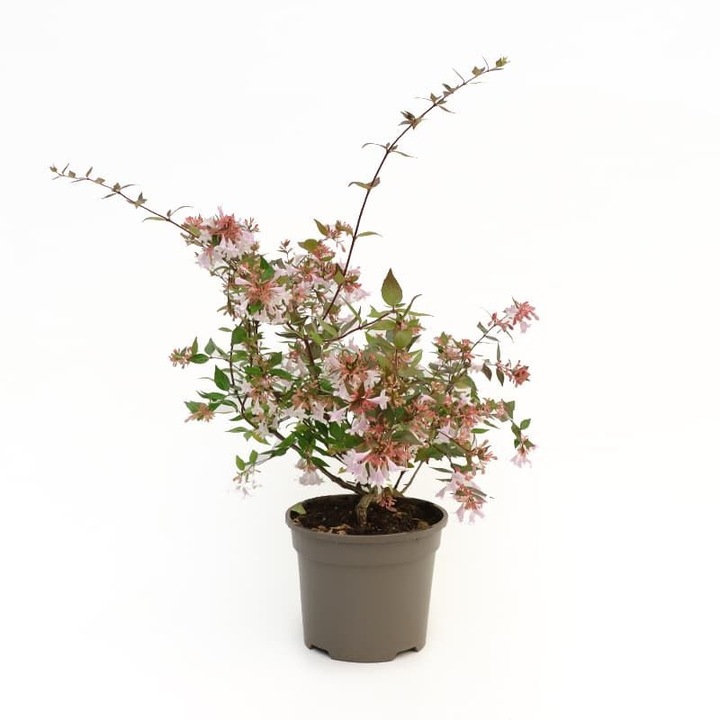 Planta perena cu frunzis semipermanent si flori parfumate Abelia Grandiflora la ghiveci C2 H 30 - 35 cm