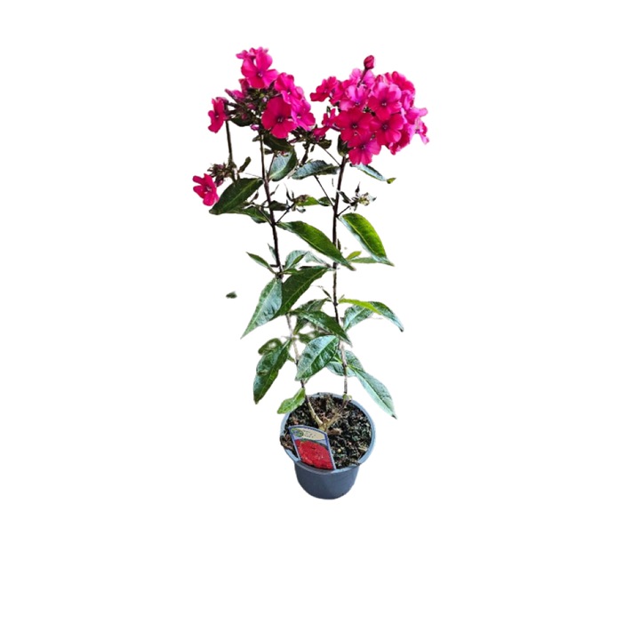Planta perena cu flori parfumate Phlox paniculata Star Fire la ghiveci P13 - H 20-25 cm