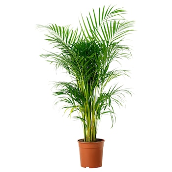 Palmier Areca, 90 cm - purifica aerul, Secret Garden Palmier Areca, 90 cm - purifica aerul, Secret Garden