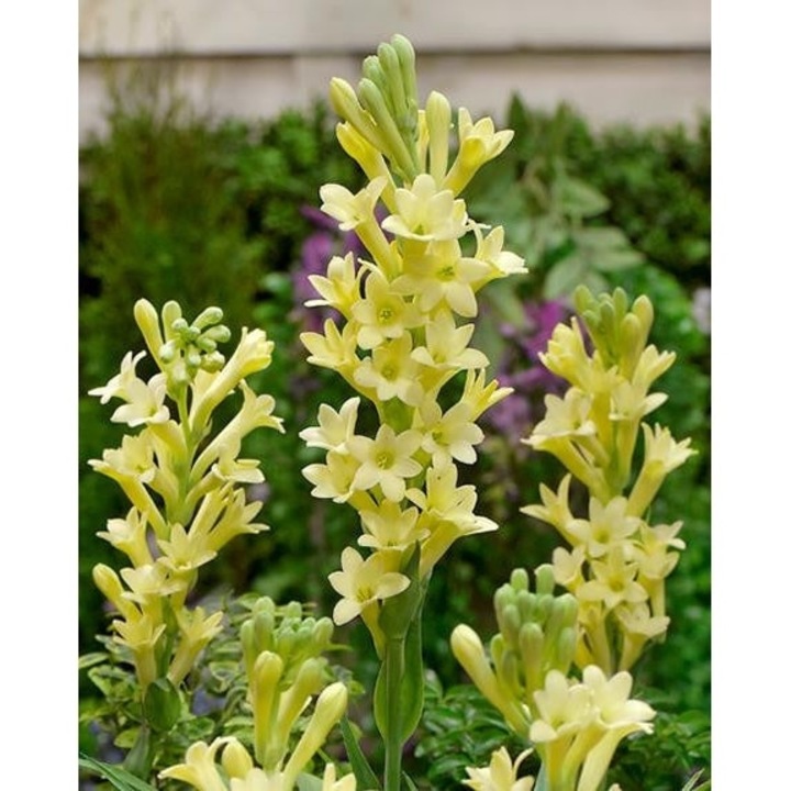 Bulb Tuberoza Yellow Baby, Galben 10 Buc