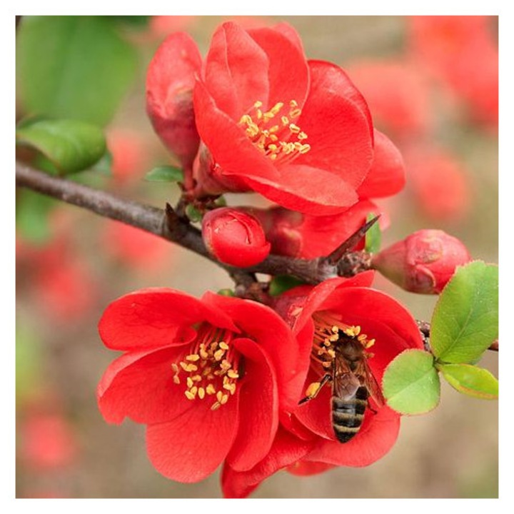 Arbust decorativ Gutui Japonez - Chaenomeles japonica 'Sargentii'