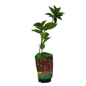 Pomi, arbusti si butasi