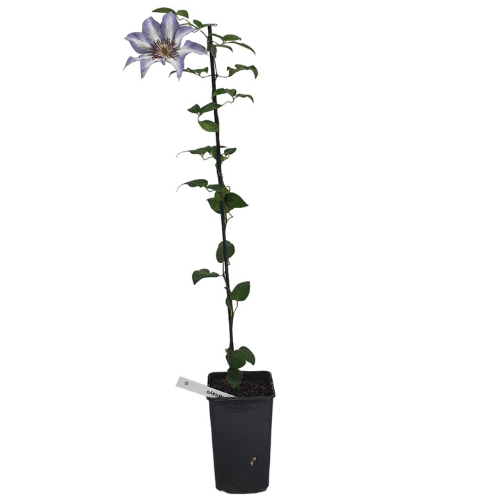 Clematis Misayo cu flori mari 1L