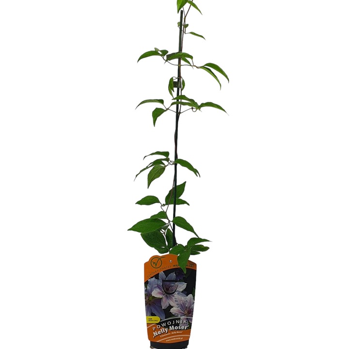 Clematis Nelly Moser cu flori mari, Baumschule Wedrowski, 1L