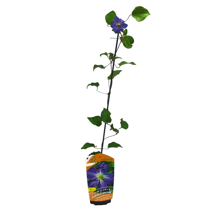 Clematis Stefan Franczak cu flori mari 1L