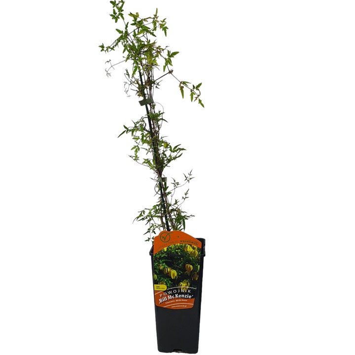 Clematis Bill McKenzie Tanguck, Baumschule Wedrowski, 2L