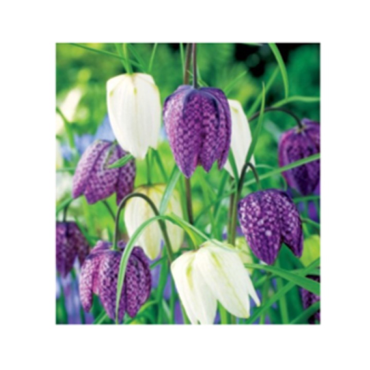 Bulbi Fritillaria Meleagris marime 6+ - pachet 3 bucati