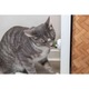 Jucarie Pentru Pisici, Trixie Minge Catnip Cu Suport, 5 cm, 42242