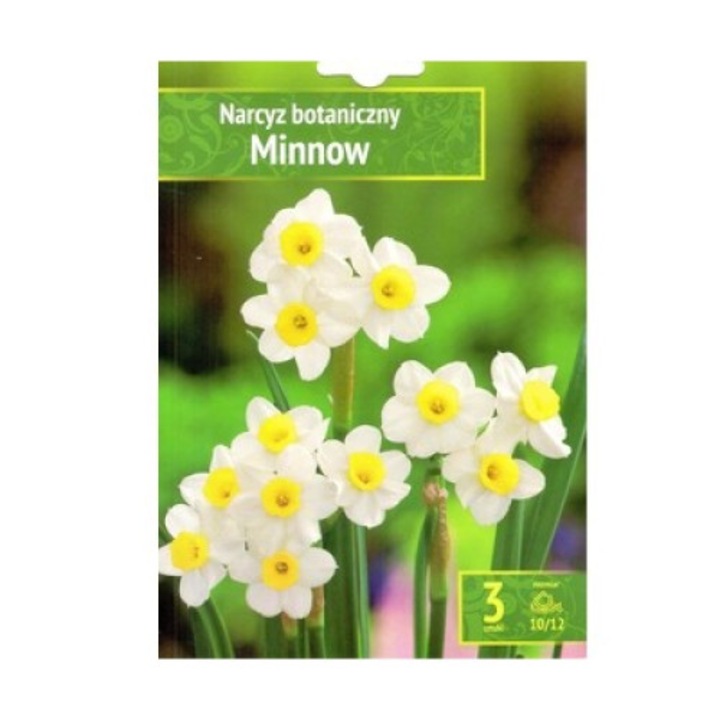 3 bulbi narcise, Narsissus, Alb