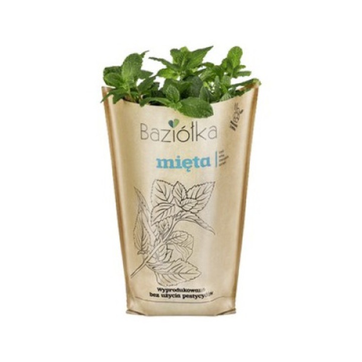Саксийна мента Базиолка 20гр