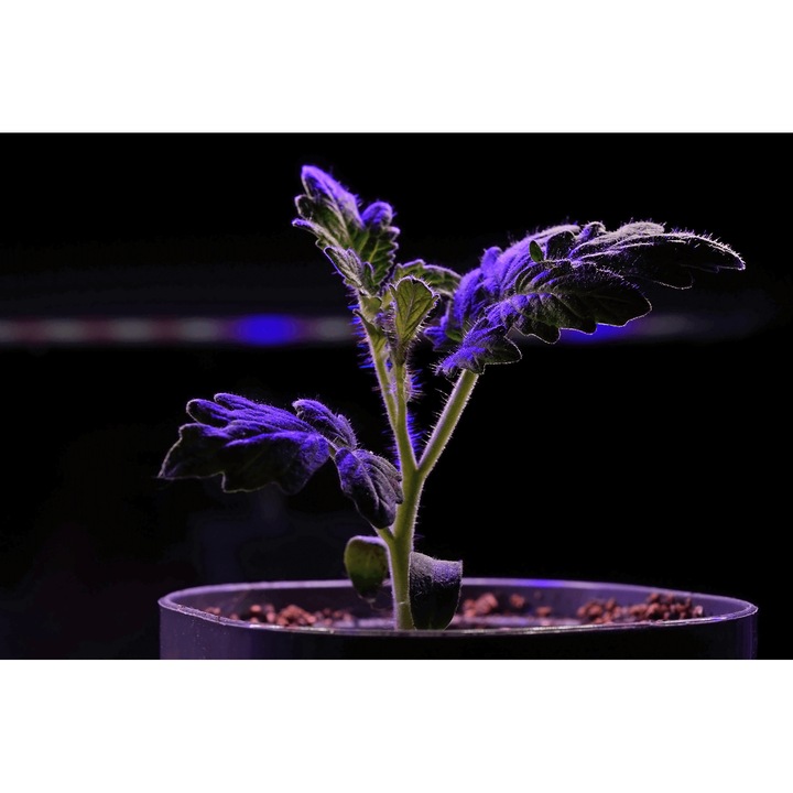 LED növekedési izzó E27 8W izzószál, Bicolor (1200K)