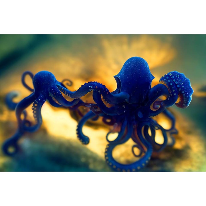 Öntapadó PVC tapéta - Blue Octopuses, 100 x 150 cm