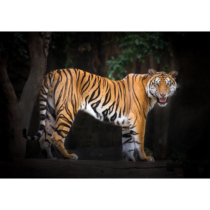 Öntapadó PVC tapéta - Tiger In Nature, 100 x 150 cm