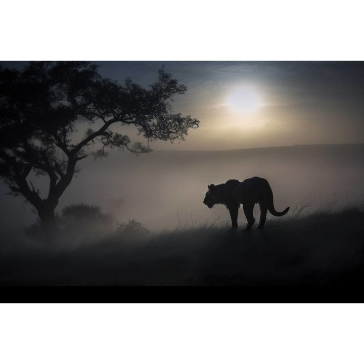 PVC öntapadó tapéta - Oroszlán sziluettje a szavannában, 100 x 150 cm