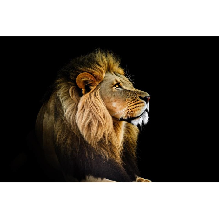 PVC öntapadó tapéta - A dzsungel királyának portréja, 100 x 150 cm